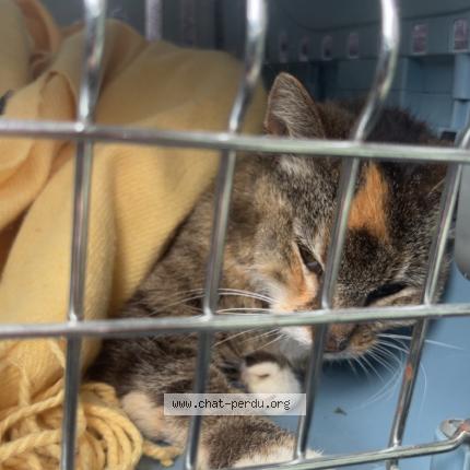 Foto 1/1 Gato encontrado Encontrado en Sin le noble