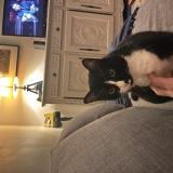 Foto del gato perdido en Saint Jean De Luz