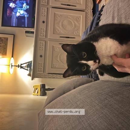 Foto 1/1 Tuco Chat perdido en Saint jean de luz