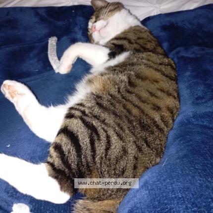 Foto 1/1 Tequila Chat perdido en Louverne