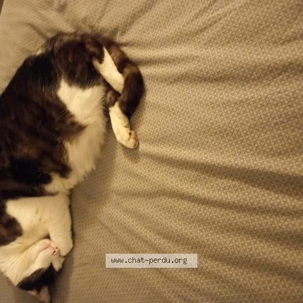 Foto 1/1 Cash Chat perdido en Paris