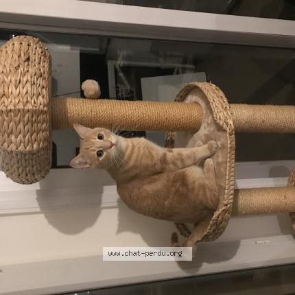 Foto 1/1 Rio Chat perdido en Saint martin d heures