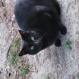 Foto del gato perdido en Mallemort