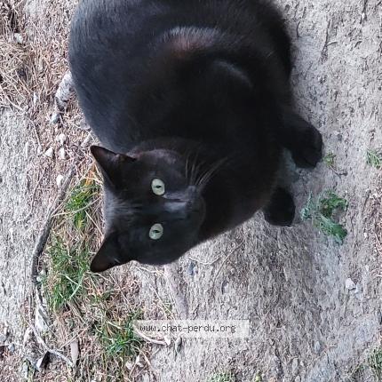 Foto 1/1 Leo Chat perdido en Mallemort