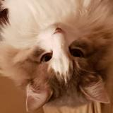 Foto del gato perdido en Mallemort