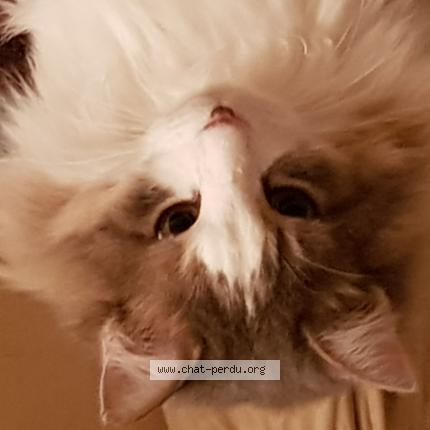 Foto 1/1 Marjorie GARCIN Chat perdido en Mallemort