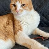 Foto del gato perdido en Wissous