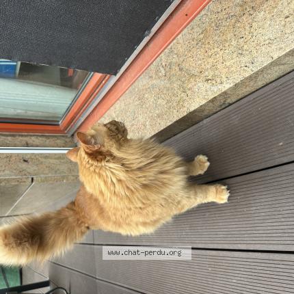 Foto 1/1 Gato encontrado Encontrado en Petit lancy