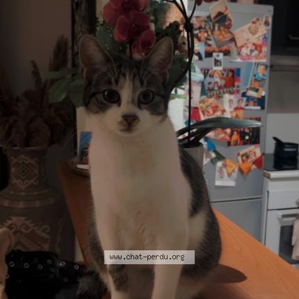 Foto 1/1 Bey Chat perdido en Saint aunes