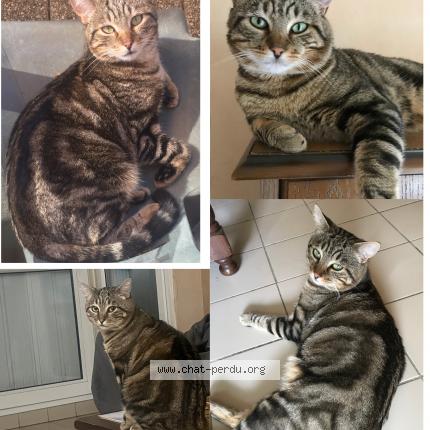 Foto 1/1 Marley Chat perdido en Villejuif