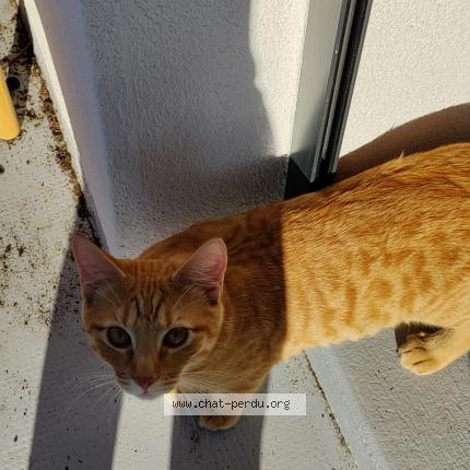 Foto 1/1 Marlo Chat perdido en Vandoeuvres