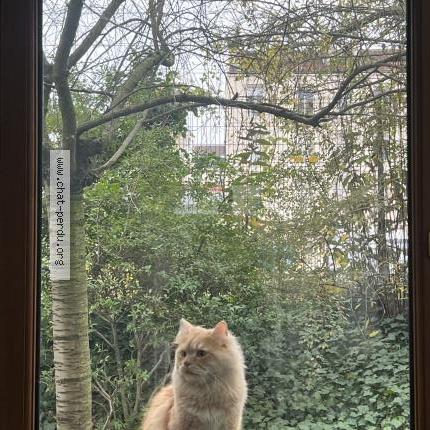 Foto 1/1 Sacha Chat perdido en Courbevoie