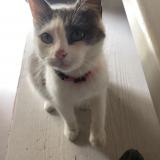 Foto del gato perdido en Le Chatellier