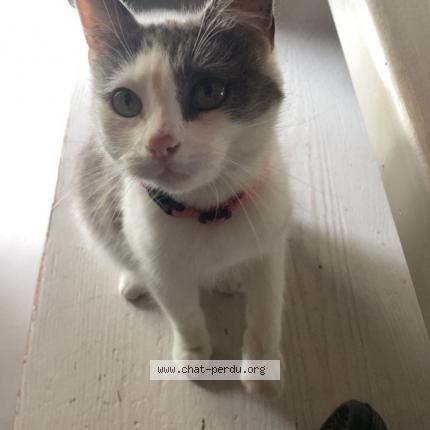 Foto 1/1 Gribouille Chat perdido en Le chatellier