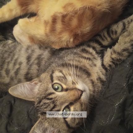 Foto 1/1 Odji Chat perdido en Lagruere