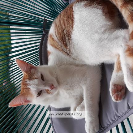 Foto 1/1 Sunny Chat perdido en Chaniers