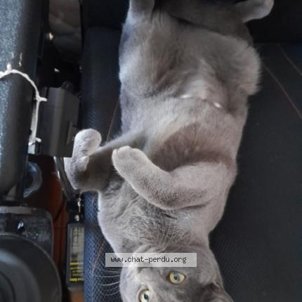 Foto 1/1 X&Egrave;NA Chat perdido en Ales