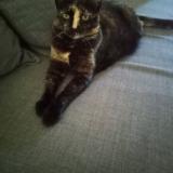 Foto del gato perdido en Le Grau Du Roi