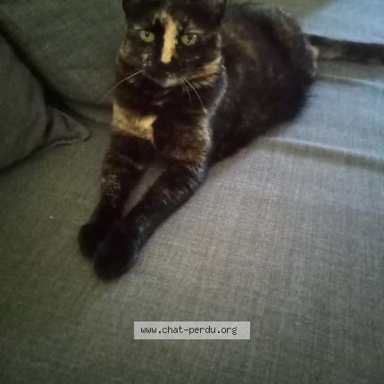 Foto 1/1 Lola Chat perdido en Le grau du roi