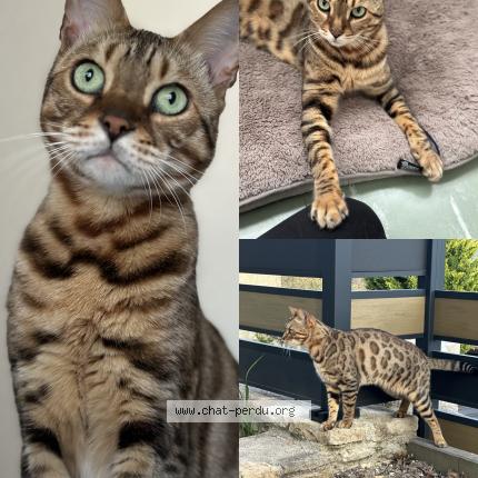 Foto 1/1 Oréo Chat perdido en Gissey sur ouche