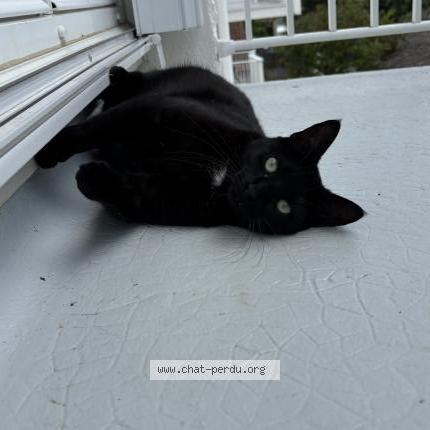 Foto 1/1 Umbra Chat perdido en Montmorillon