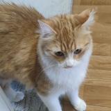 Foto del gato perdido en Cheny