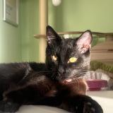 Foto del gato perdido en Sevran