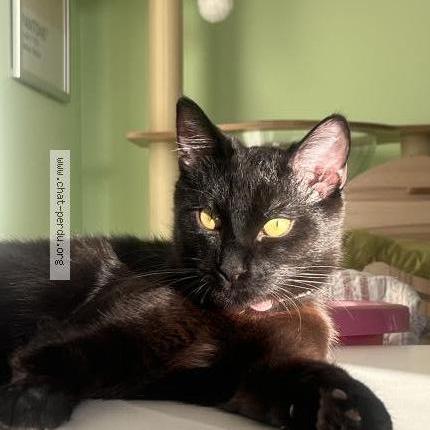 Foto 1/1 Tony Ryū Chat perdido en Sevran