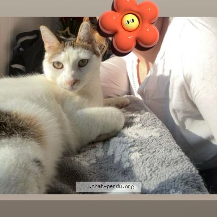 Foto 1/1 Nina Chat perdido en Fontaine la mallet