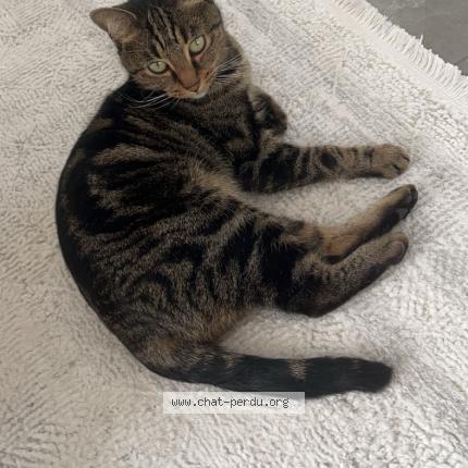 Foto 1/1 Bibiche Chat perdido en Epone