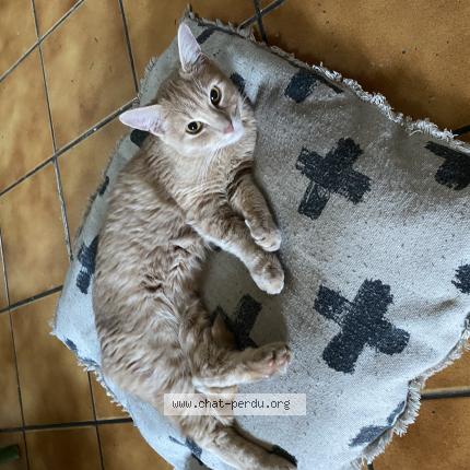 Foto 1/1 Théo Chat perdido en Oysonville