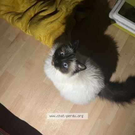 Foto 1/1 Sham Chat perdido en Gournay en bray
