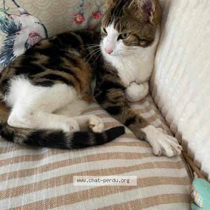 Foto 1/1 Zadig Chat perdido en Epieds en beauce