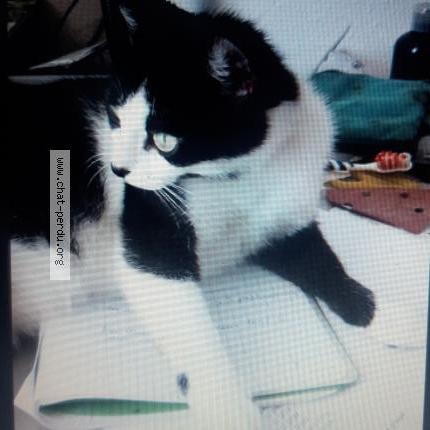 Foto 1/1 Lola Chat perdido en Belesta