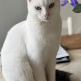 Foto del gato perdido en Ile D Yeu