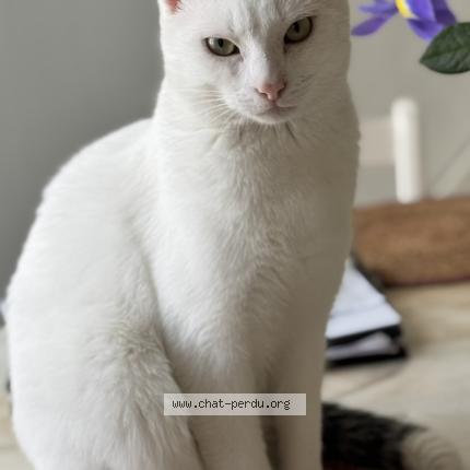 Foto 1/1 Flocon Chat perdido en Ile d yeu