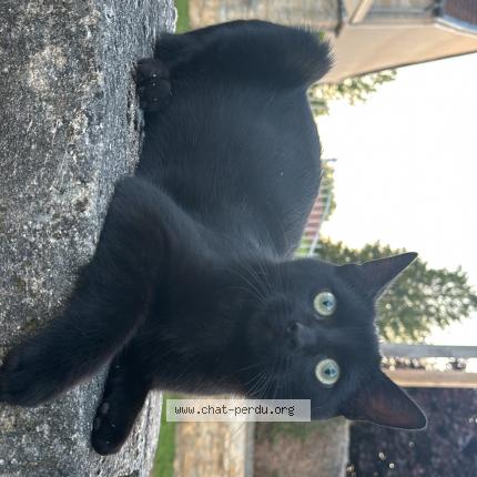 Foto 1/1 Zazou Chat perdido en Ormancey