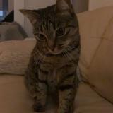 Foto del gato perdido en Montbeliard