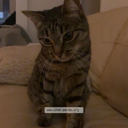 Foto 1/2 Nala Chat perdido en Montbeliard