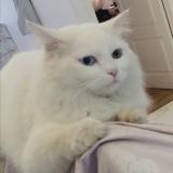 Foto del gato perdido en Oran