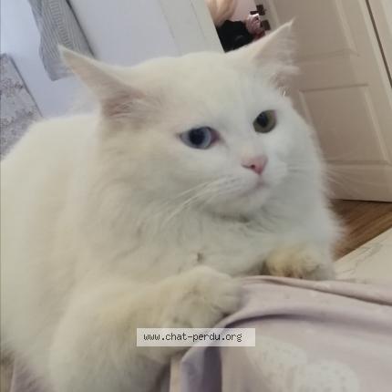 Foto 1/1 Minou Chat perdido en Oran