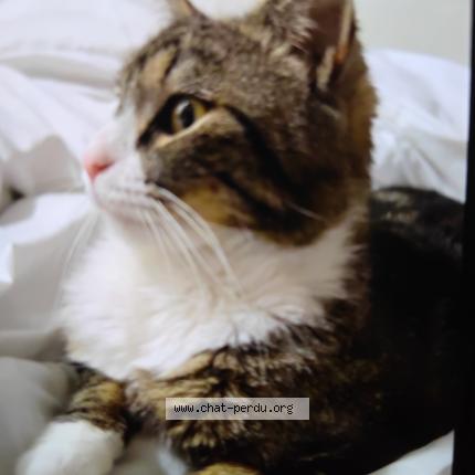 Foto 1/1 Tobi Chat perdido en Harnes