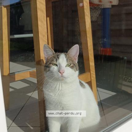 Foto 1/1 Gato encontrado Perdido en Fermanville