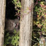Foto de gato encontrado en Saint Illiers