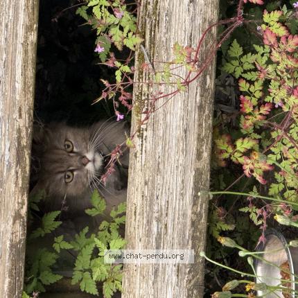 Foto 1/1 Gato encontrado Encontrado en Saint illiers