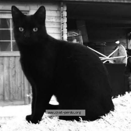 Foto 1/1 SNOOP Chat perdido en Aigues mortes