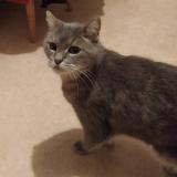 Foto del gato perdido en Saint Cyr Sur Loire