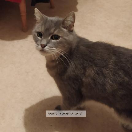 Foto 1/1 EDEN Chat perdido en Saint cyr sur loire