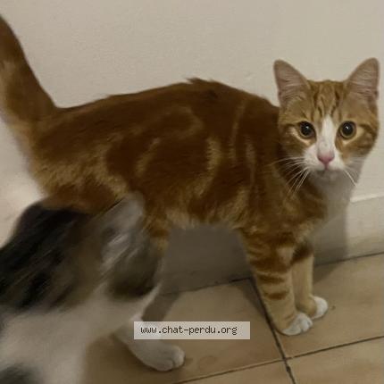 Foto 1/1 Gato encontrado Encontrado en Roubaix