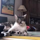 Foto del gato perdido en Valempoulieres